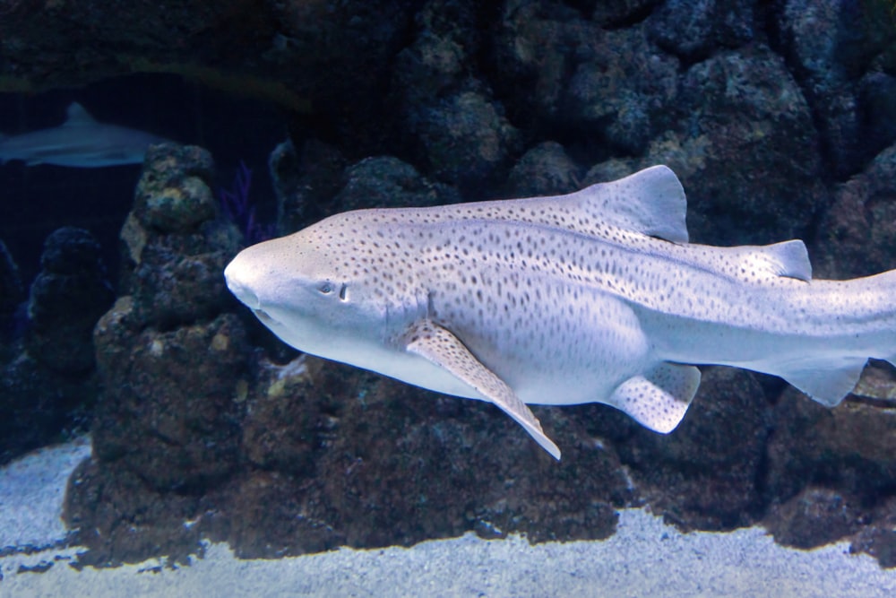 Un gran pez blanco nadando en un acuario