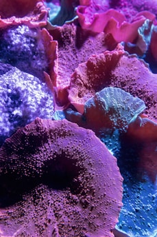 a close up of a bunch of different colored corals