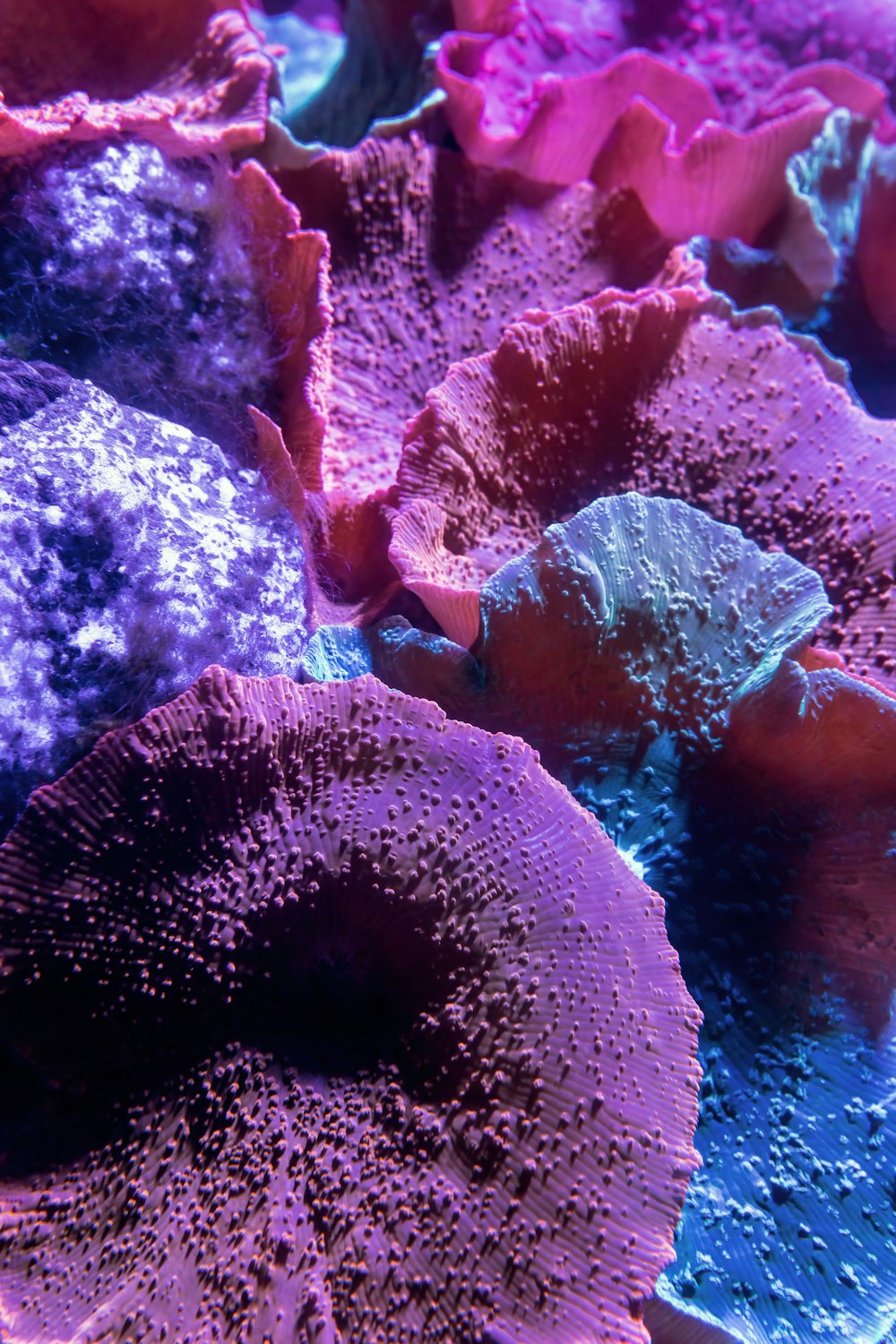 a close up of a bunch of different colored corals