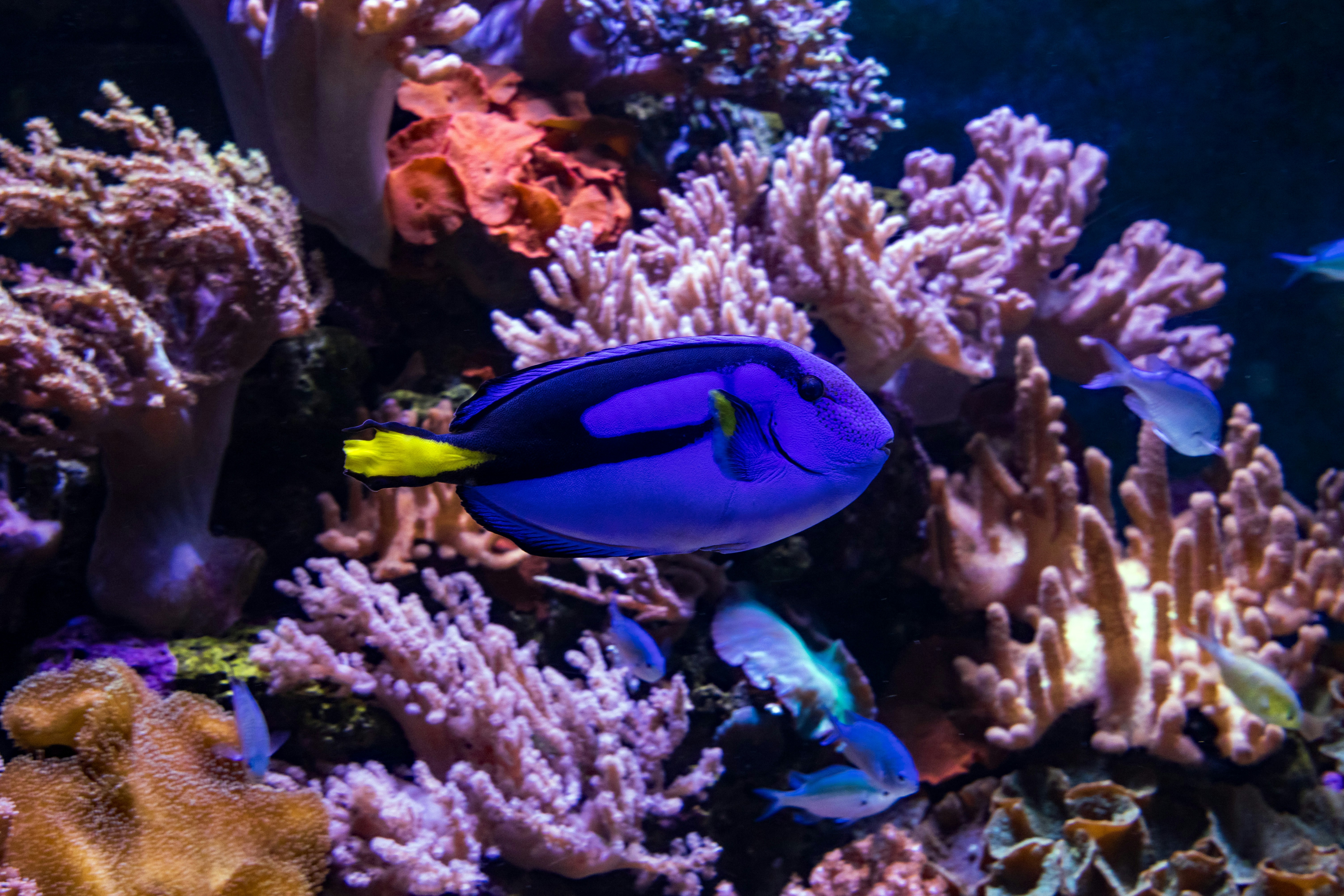 Blue Tang fish