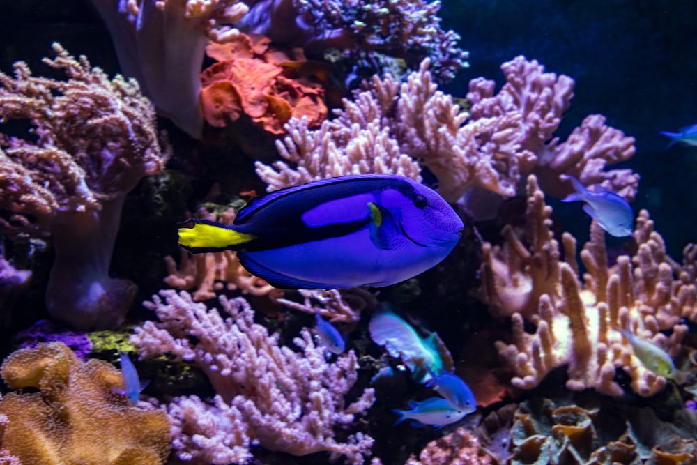 um peixe azul e amarelo em um recife de coral
