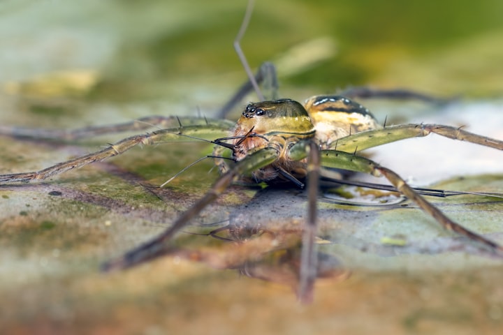 Unveiling the Secrets of Australia's Giant Insects