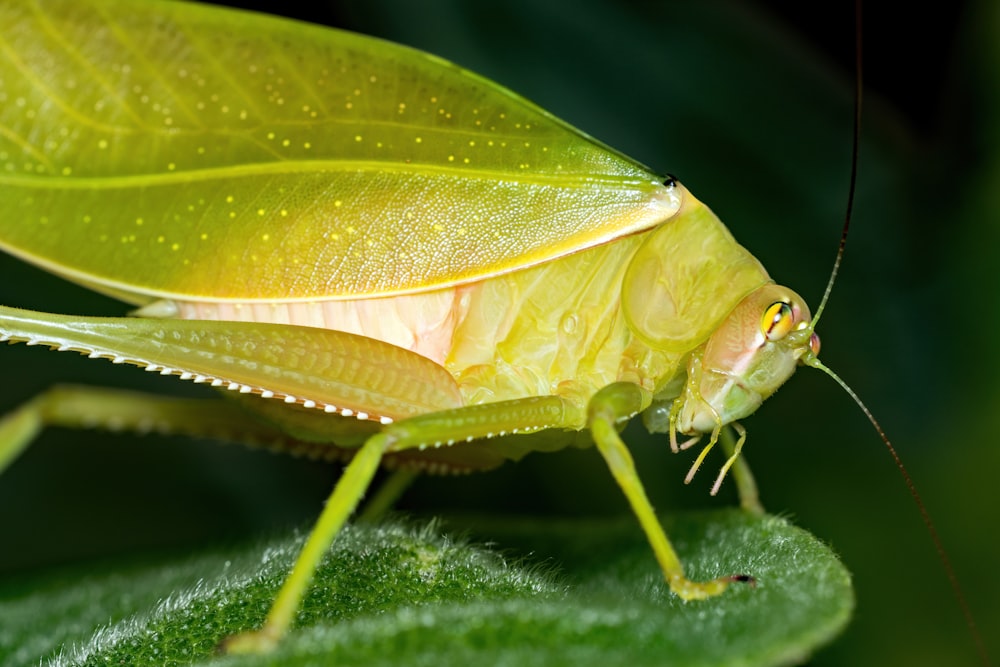 a close up of a grasshopper on a leaf