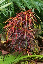A vibrant plant with long, narrow leaves that are a mix of red, yellow, and green hues, set against a backdrop of lush green foliage. The leaves are intertwined, creating a striking contrast of colors.
