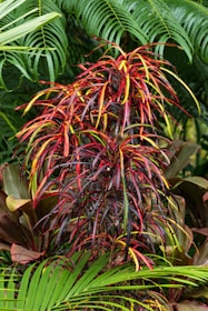 A vibrant plant with long, narrow leaves that are a mix of red, yellow, and green hues, set against a backdrop of lush green foliage. The leaves are intertwined, creating a striking contrast of colors.