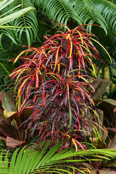 a plant with red, yellow and green leaves