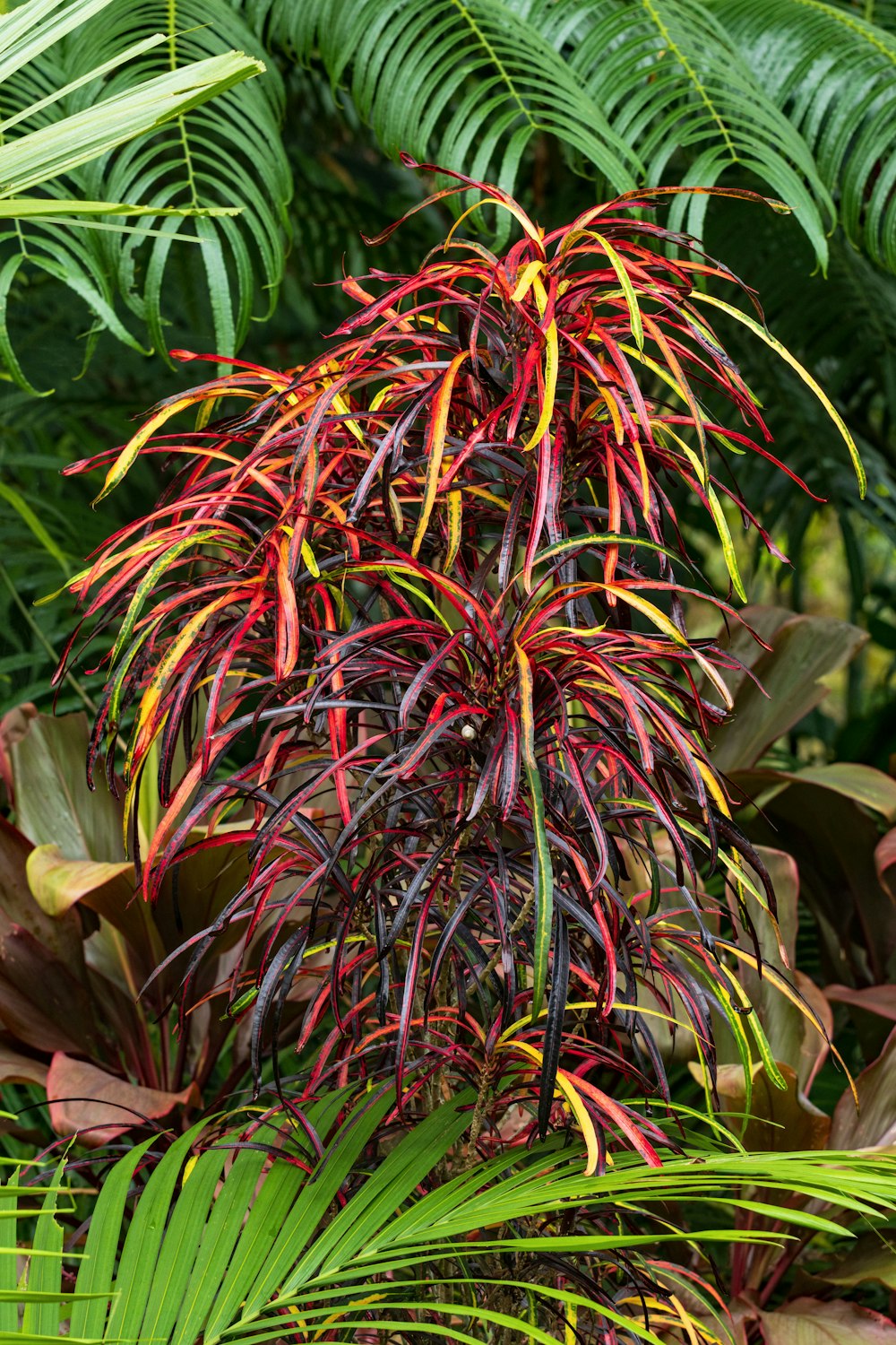 a plant with red, yellow and green leaves