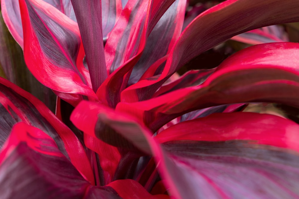 Un primer plano de una planta roja y púrpura
