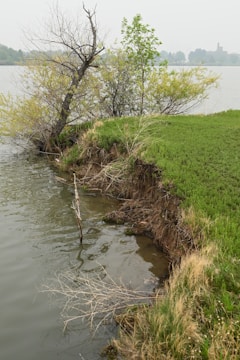 A small water body is encroaching on grassy land, with slight erosion visible at the edge. A few trees and shrubs stand precariously close to the water. The overcast sky casts a muted light over the scene.