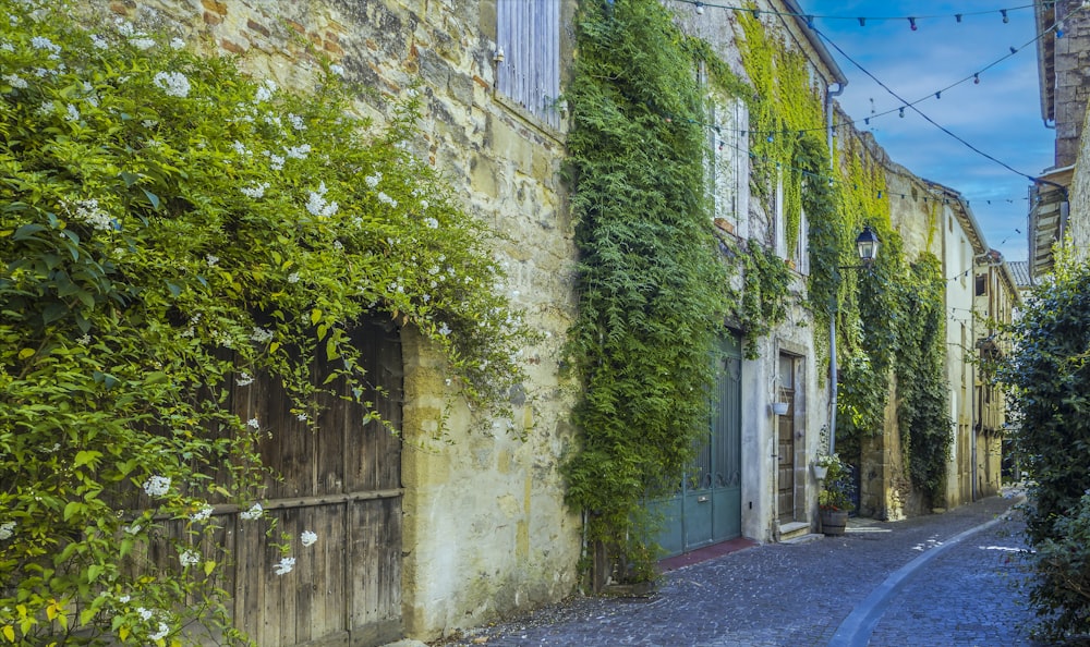 a narrow street with ivy growing on the buildings