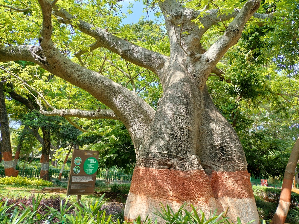 a large tree in a park with lots of trees