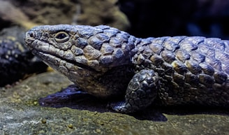 A close-up of a reptile with rough, scaly skin and a textured surface. The reptile has a pronounced head and small, beady eyes. The skin appears to have a range of earthy hues, including shades of gray and brown. The background is a natural rock environment.