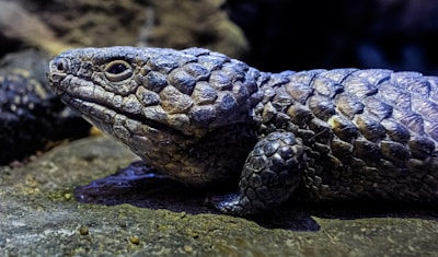 A close-up of a reptile with rough, scaly skin and a textured surface. The reptile has a pronounced head and small, beady eyes. The skin appears to have a range of earthy hues, including shades of gray and brown. The background is a natural rock environment.
