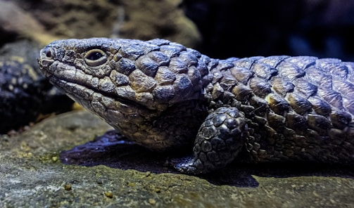 A close-up of a reptile with rough, scaly skin and a textured surface. The reptile has a pronounced head and small, beady eyes. The skin appears to have a range of earthy hues, including shades of gray and brown. The background is a natural rock environment.