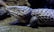 A close-up of a reptile with rough, scaly skin and a textured surface. The reptile has a pronounced head and small, beady eyes. The skin appears to have a range of earthy hues, including shades of gray and brown. The background is a natural rock environment.