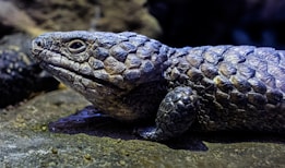A close-up of a reptile with rough, scaly skin and a textured surface. The reptile has a pronounced head and small, beady eyes. The skin appears to have a range of earthy hues, including shades of gray and brown. The background is a natural rock environment.