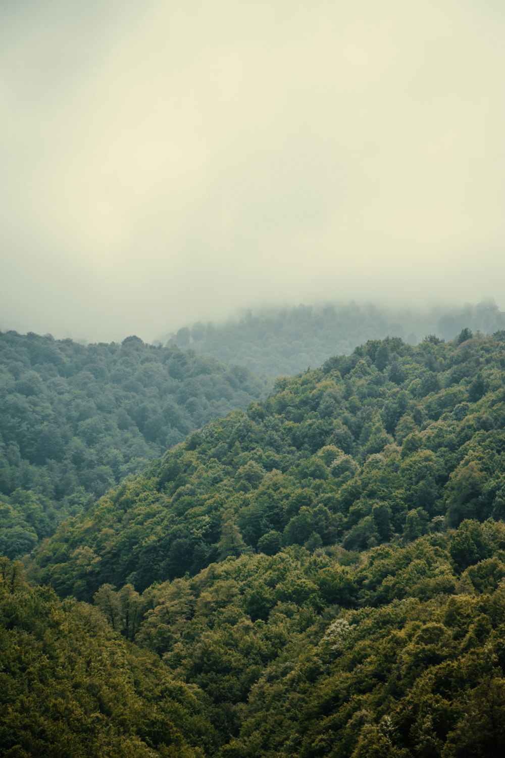 a mountain covered in lots of green trees