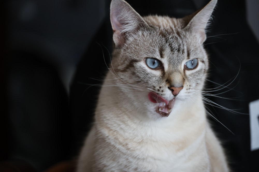 eine nahaufnahme einer katze mit offenem maul