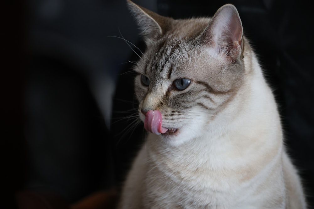 Un primer plano de un gato con la lengua fuera