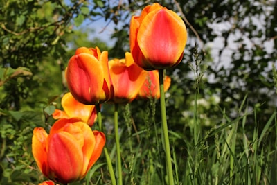 A vibrant tulip garden bursting with colorful blooms under a clear blue sky in Kashmir.