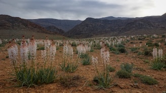 Wildlife spotted near a desert spring surrounded by rugged terrain.