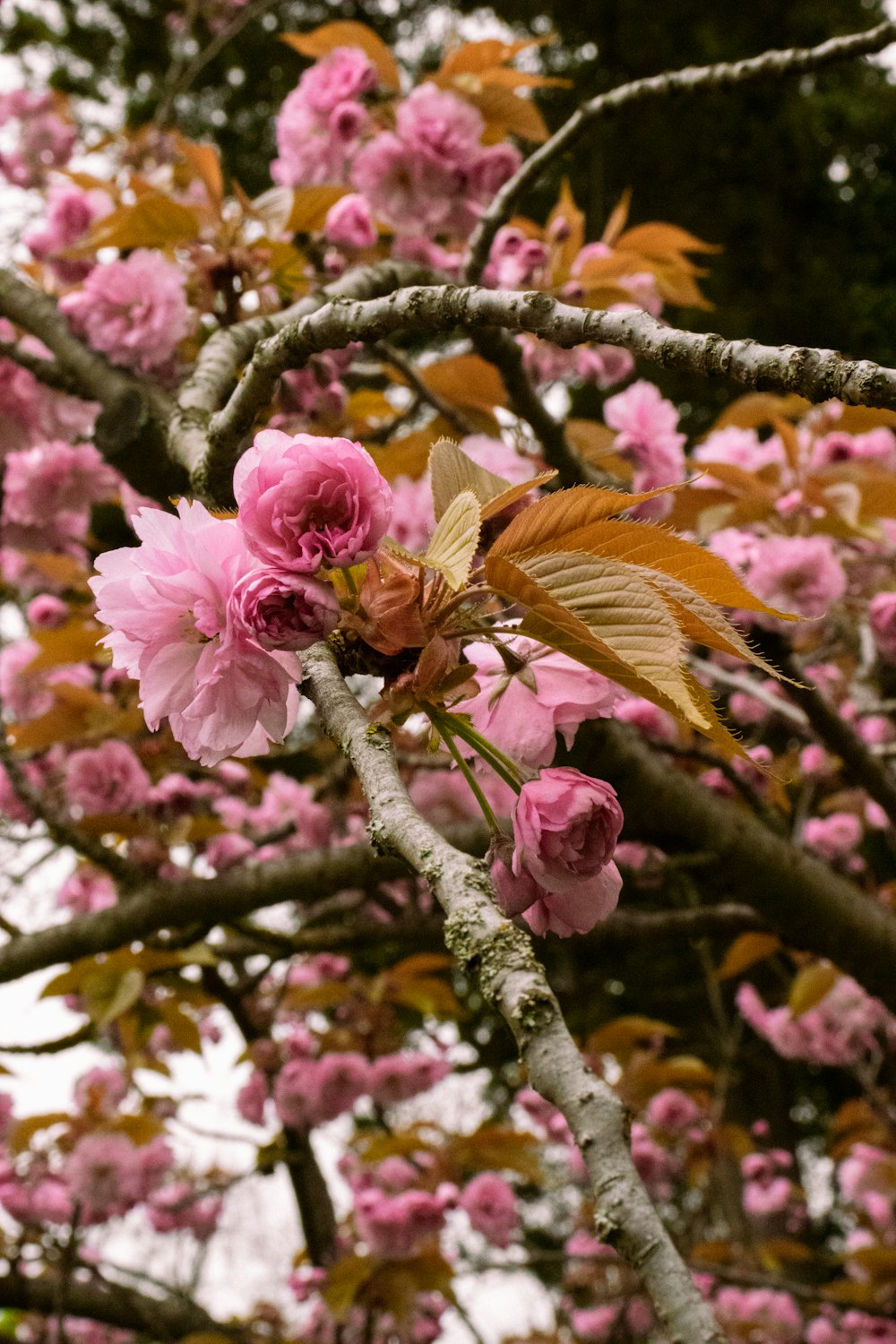 a tree with lots of pink flowers on it