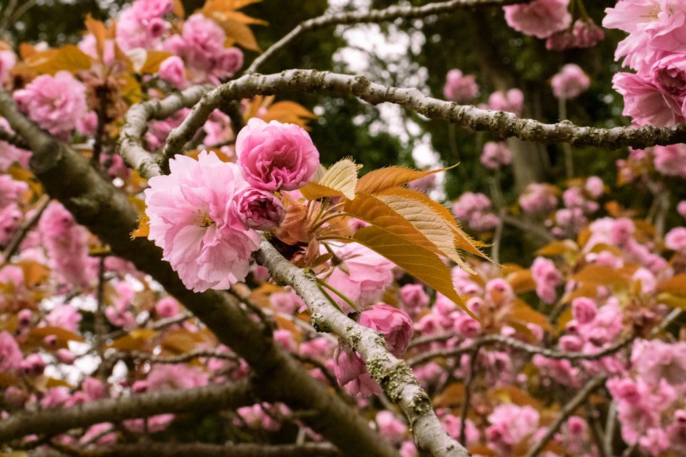 pink flowers are blooming on a tree branch