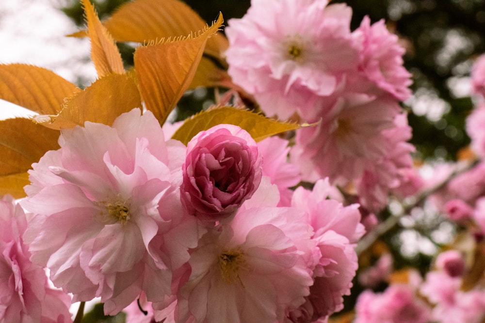 a close up of pink flowers on a tree