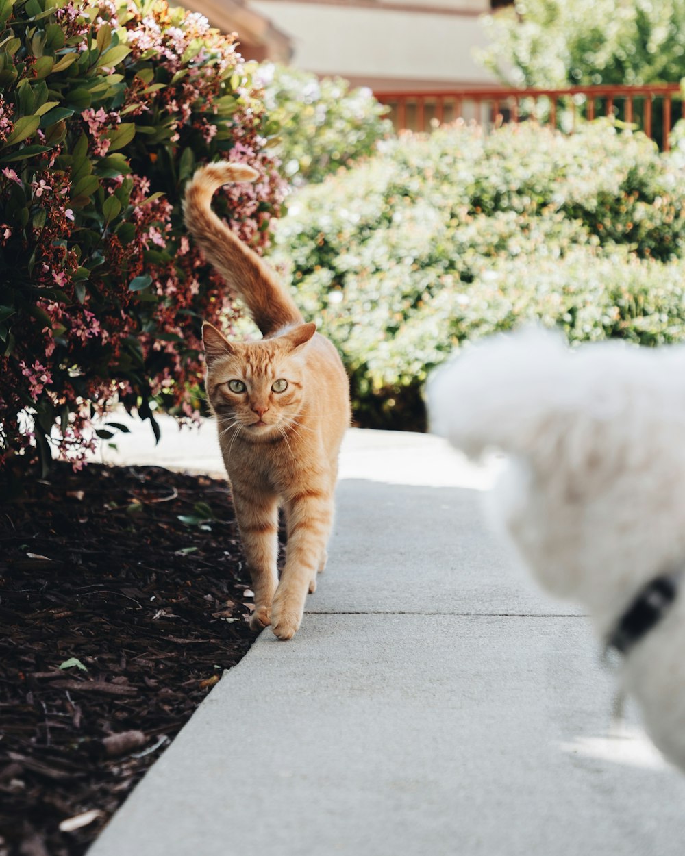 an orange cat walking down a sidewalk next to a white dog