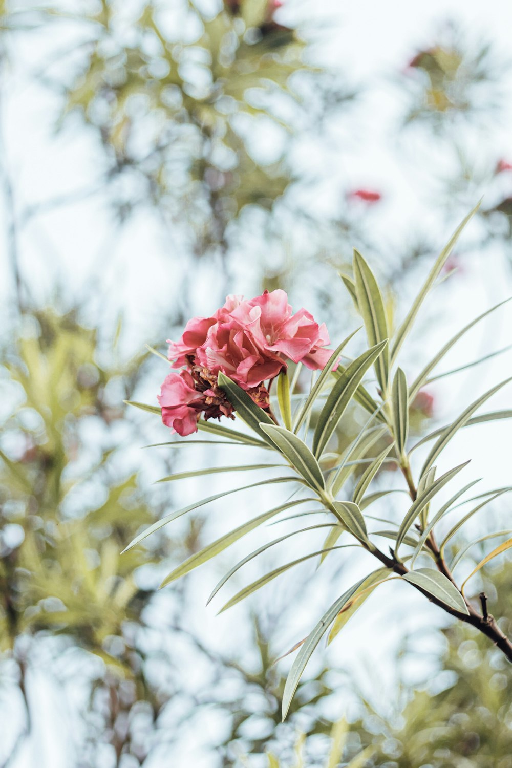 a pink flower is blooming on a tree branch