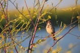 A small, speckled bird perches on a thin branch surrounded by green foliage with a blurred backdrop of blue and green hues typical of a natural outdoor setting. The bird's beak is open as it appears to be singing or calling.