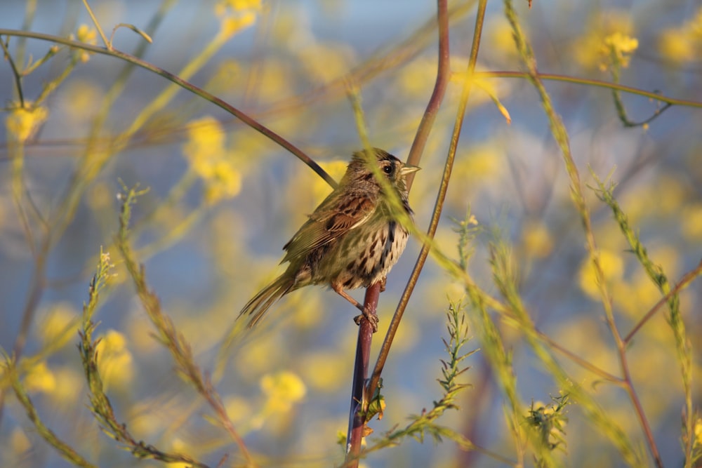 a small bird sitting on a branch in a tree