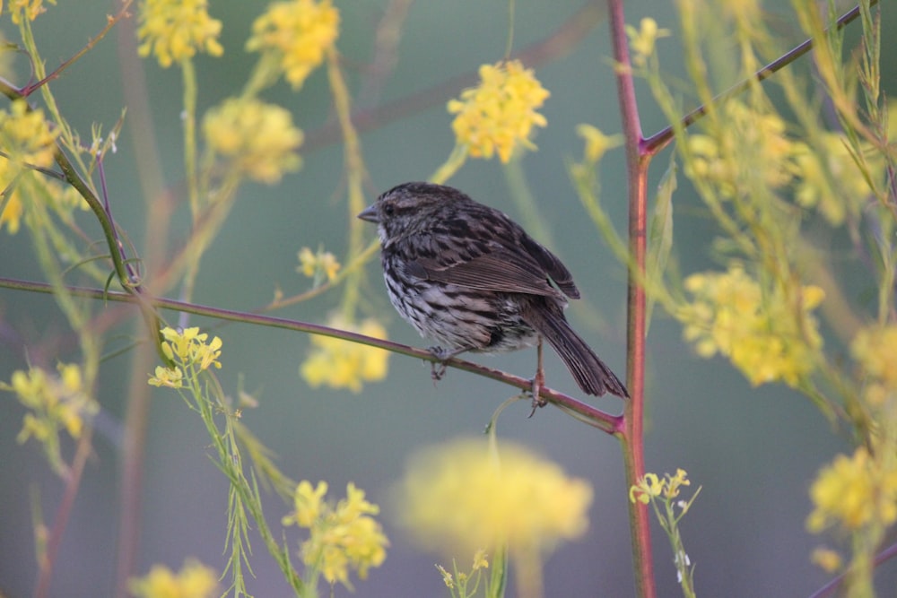 Un petit oiseau perché sur une branche aux fleurs jaunes