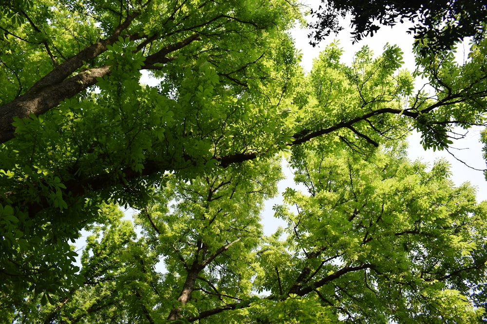 looking up at the tops of trees in a forest