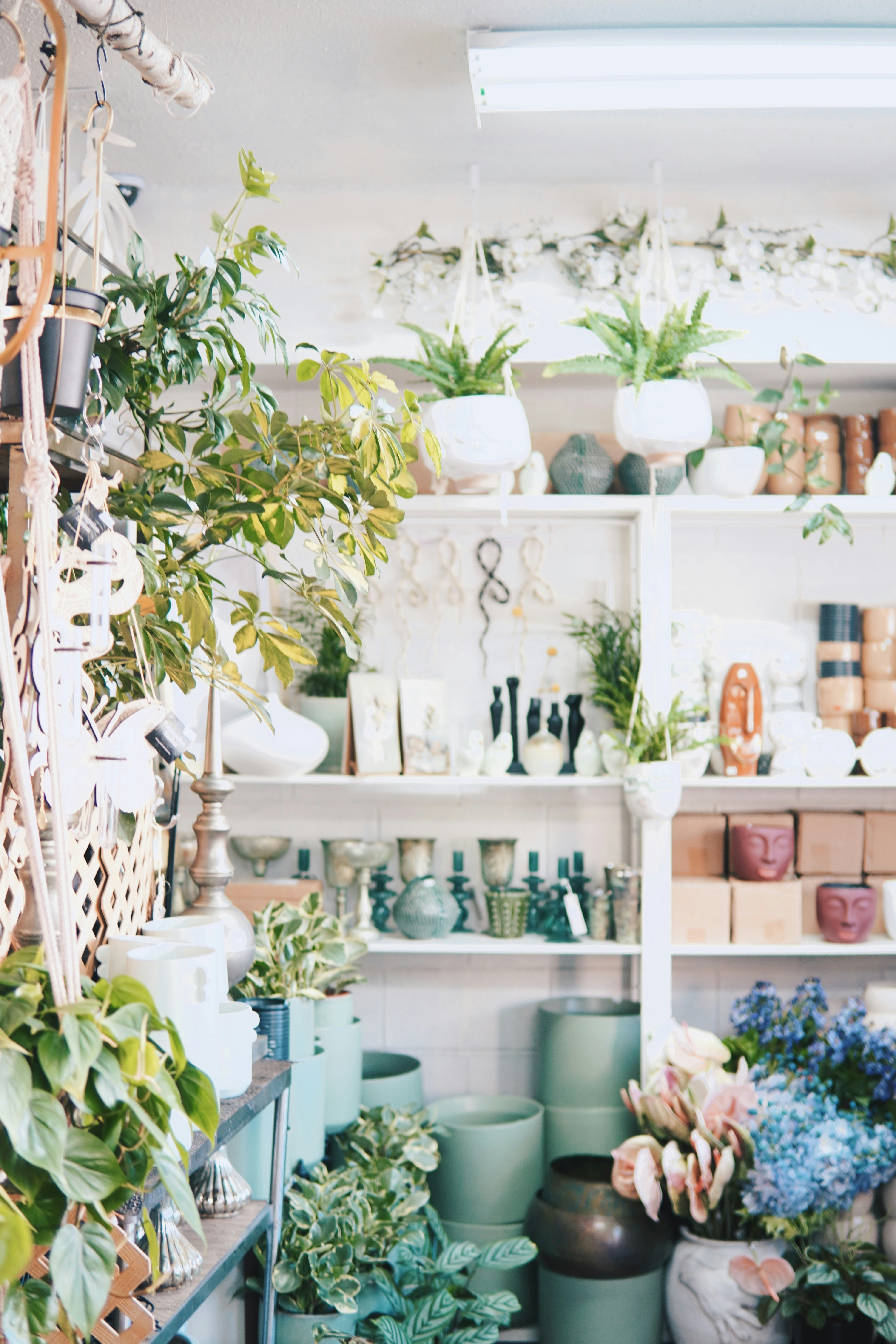 Discover Silenus: Your Ultimate Shopping Destination for Home Plants