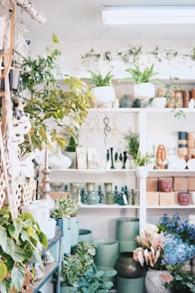 A vibrant assortment of green potted plants displayed on wooden shelves inside a cozy urban garden shop.