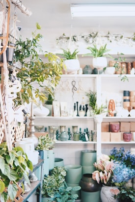 A vibrant indoor plant shop featuring a variety of green potted plants and decorative items arranged on shelves. Hanging plants add a lush touch, while various pots in different colors and textures fill the space. The shelves are adorned with decorative vases, sculptures, and small trinkets, creating an inviting and lively atmosphere.