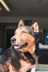 Veterinarian examining a healthy, contented dog in a bright clinic.
