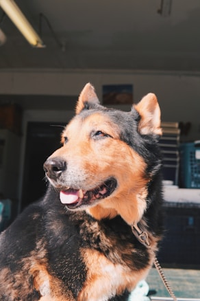 A large dog with a mix of tan and black fur looks content and relaxed under bright lighting. Its mouth is slightly open, revealing its teeth, and it wears a collar around its neck. The background appears to be an interior space with shelves and a light fixture.