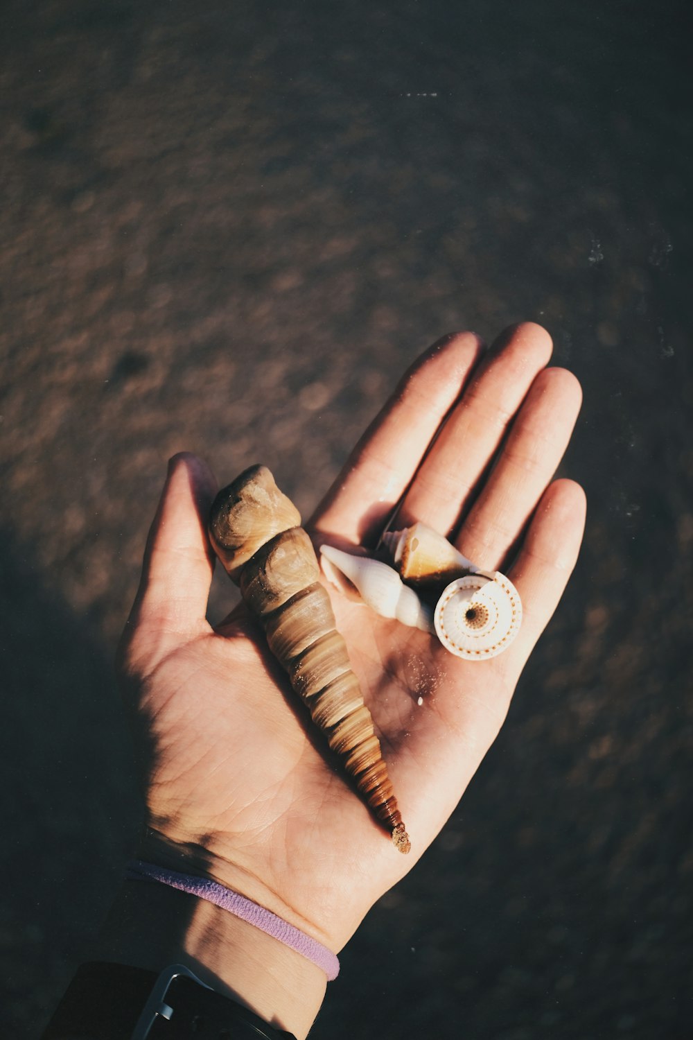a person's hand holding a shell and two seashells