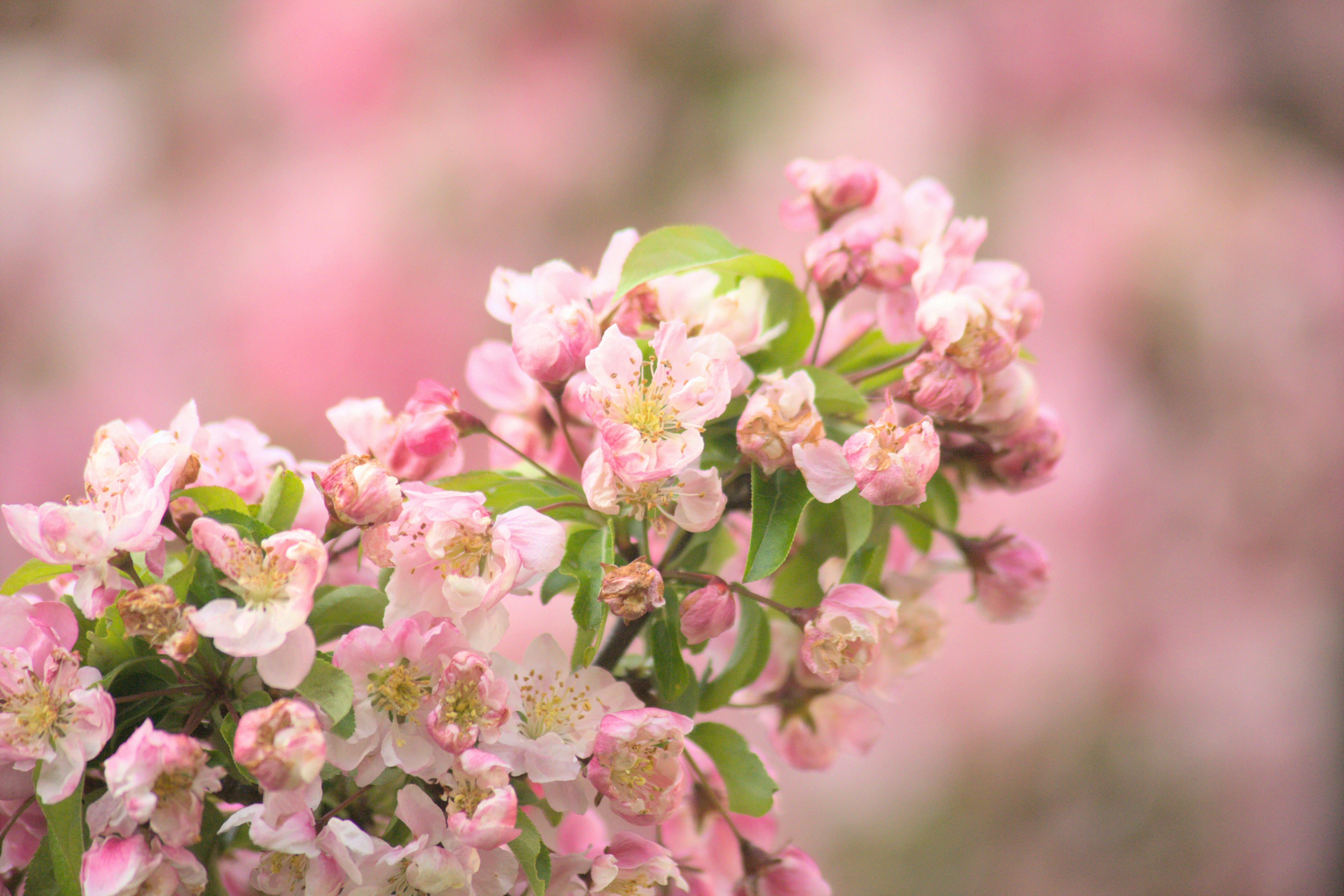 Photo by vulpyr_photography