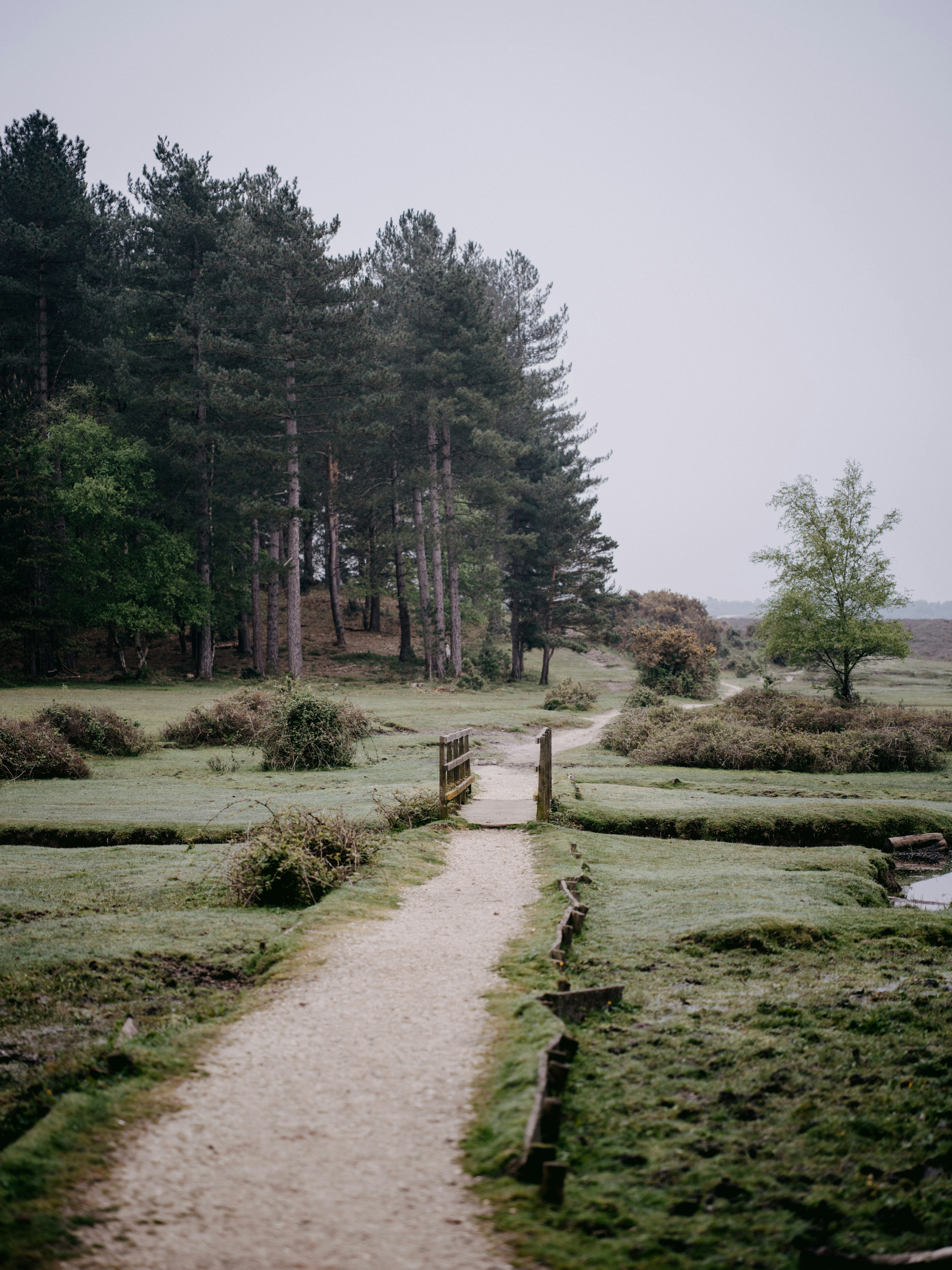 a path in the middle of a grassy field