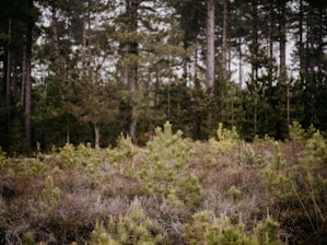 A dense forest scene with tall, slender trees and a thick undergrowth of smaller bushes and shrubs, conveying a natural and serene environment. The trees are predominantly evergreen, with a mixture of lighter and darker green foliage.