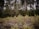 A dense forest scene with tall, slender trees and a thick undergrowth of smaller bushes and shrubs, conveying a natural and serene environment. The trees are predominantly evergreen, with a mixture of lighter and darker green foliage.