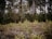 A dense forest scene with tall, slender trees and a thick undergrowth of smaller bushes and shrubs, conveying a natural and serene environment. The trees are predominantly evergreen, with a mixture of lighter and darker green foliage.