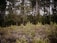 A dense forest scene with tall, slender trees and a thick undergrowth of smaller bushes and shrubs, conveying a natural and serene environment. The trees are predominantly evergreen, with a mixture of lighter and darker green foliage.