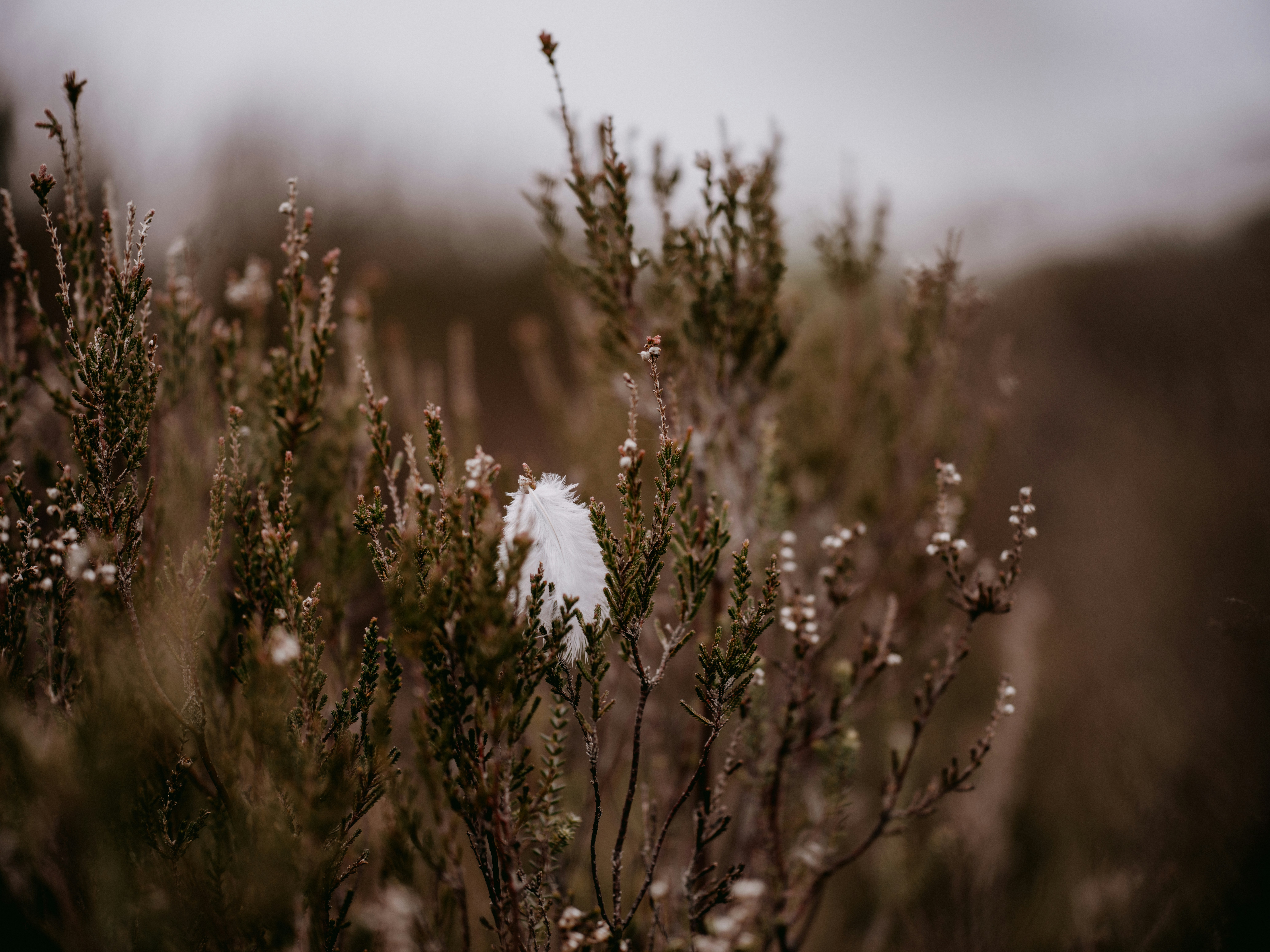 Photo by anniespratt