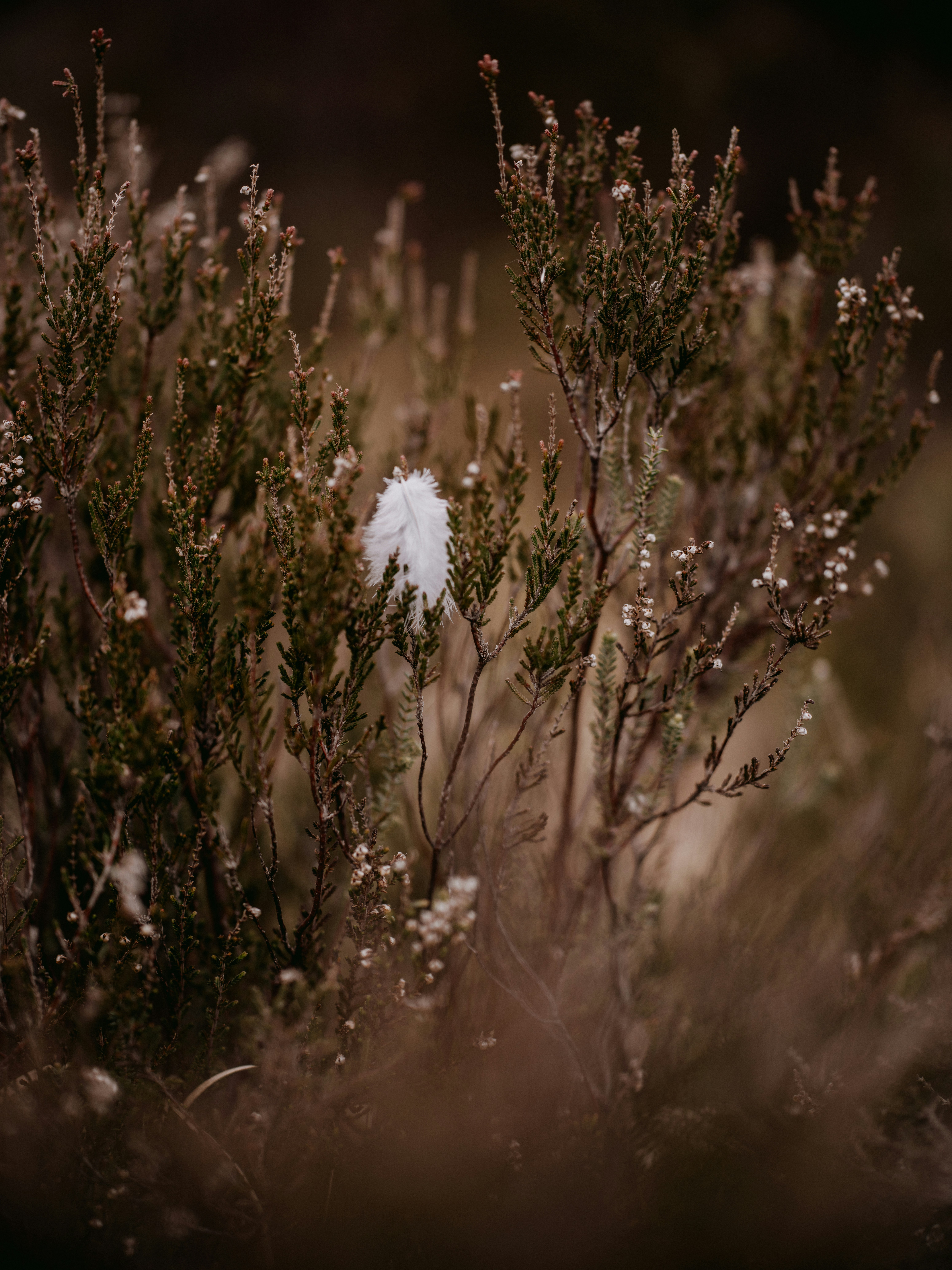 Photo by anniespratt