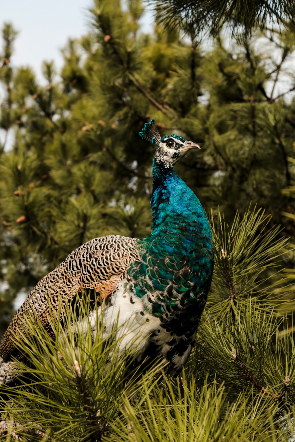 a peacock sitting on top of a pine tree