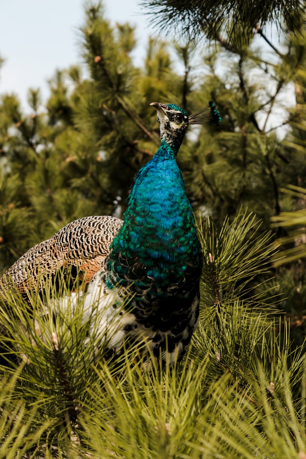 a peacock is standing in a pine tree